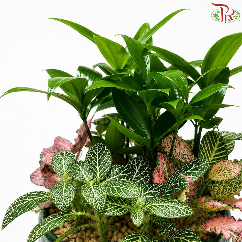 Podocarpus and Fittonia Arrangement