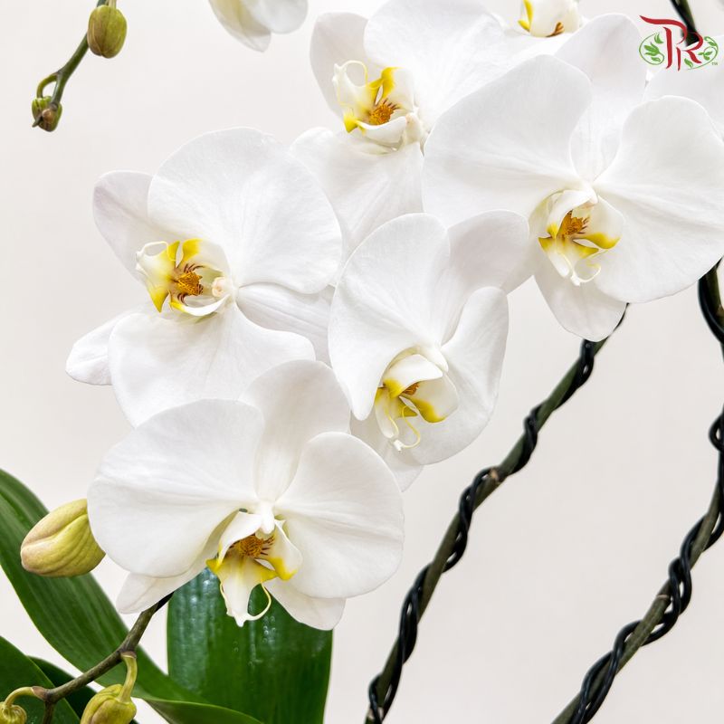 Moonlit Grace - Orchid Arrangement
