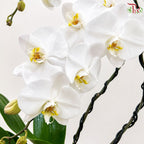 Moonlit Grace - Orchid Arrangement