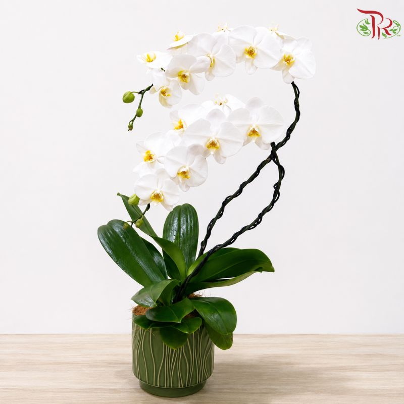 Moonlit Grace - Orchid Arrangement