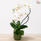 Moonlit Grace - Orchid Arrangement