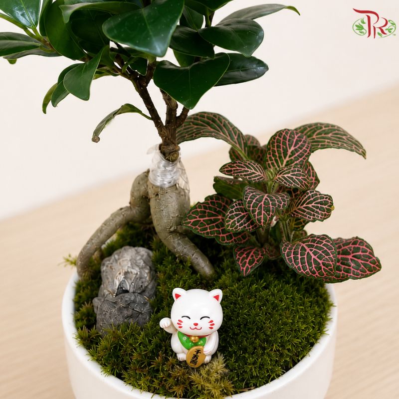 Ficus & Fittonia Arrangement