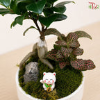 Ficus & Fittonia Arrangement
