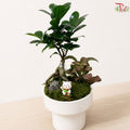 Ficus & Fittonia Arrangement