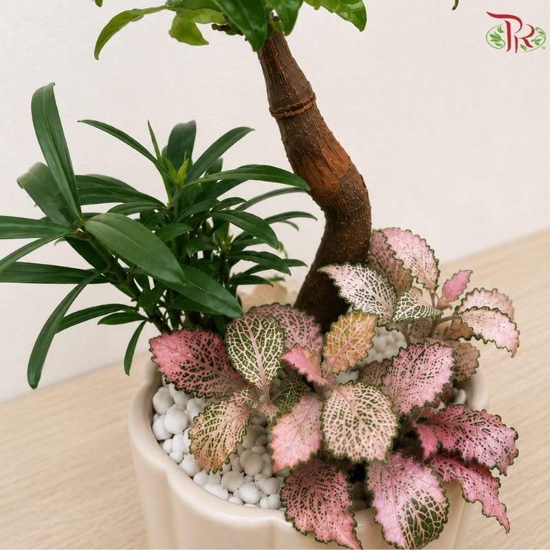 Pachira and Fittonia Arrangements
