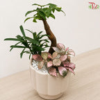 Pachira and Fittonia Arrangements