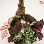 Ulmus & Fittonia Arrangement