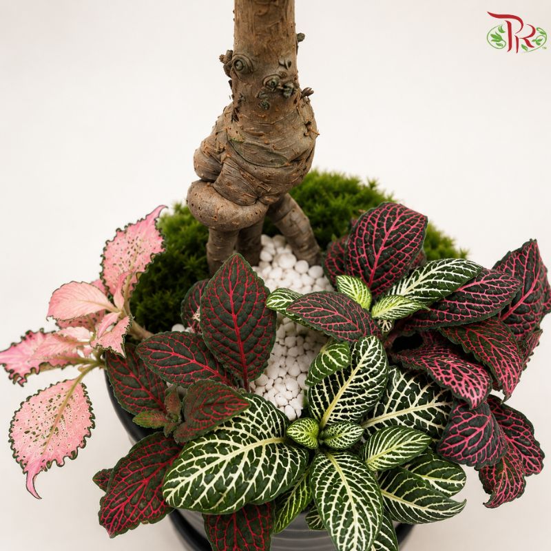 Ulmus & Fittonia Arrangement