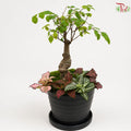 Ulmus & Fittonia Arrangement