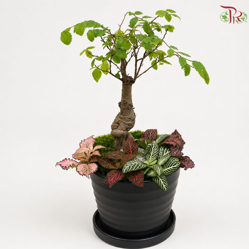 Ulmus & Fittonia Arrangement