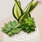 Sensieviera & Succulent Arrangement