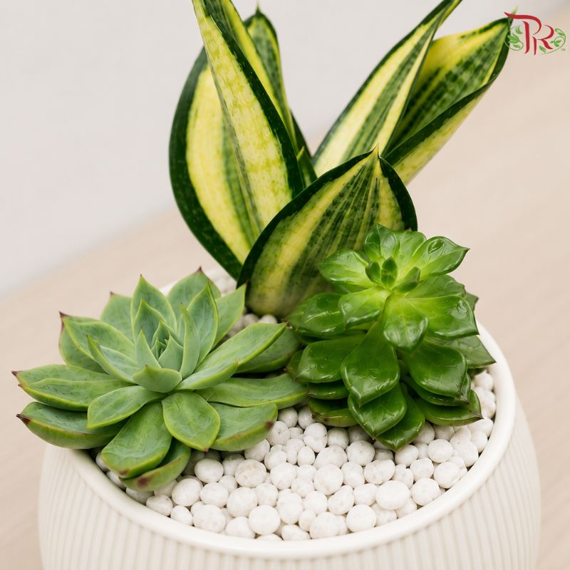 Sensieviera & Succulent Arrangement