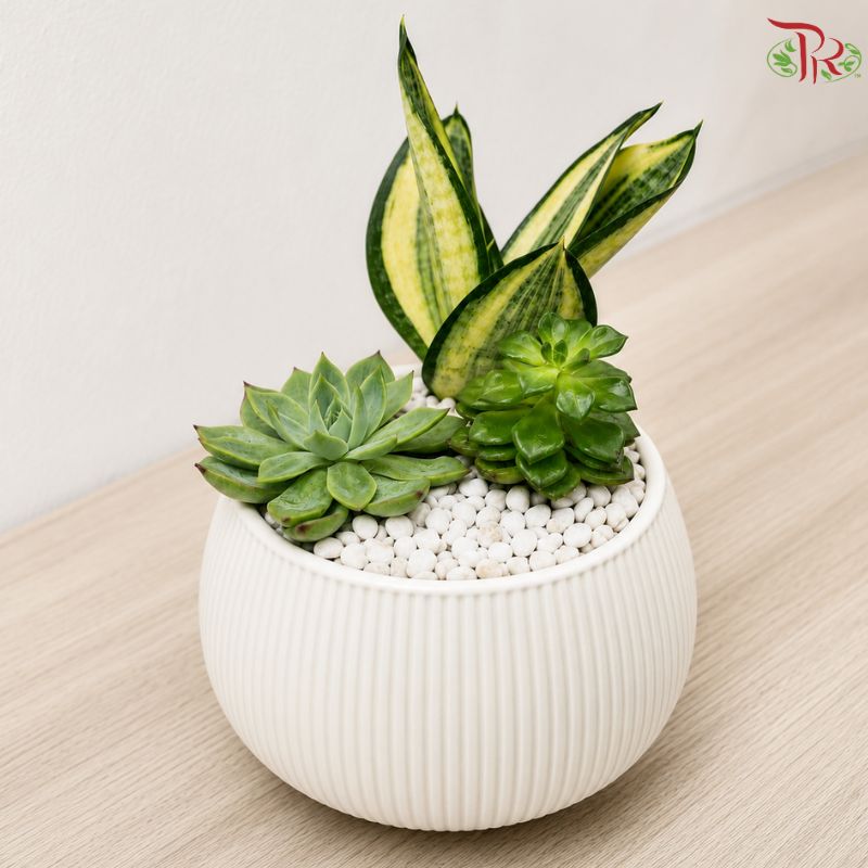 Sensieviera & Succulent Arrangement