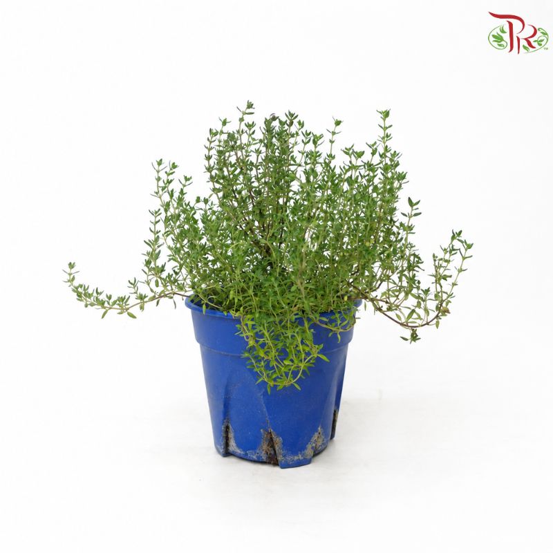 Thyme P150《百里香》