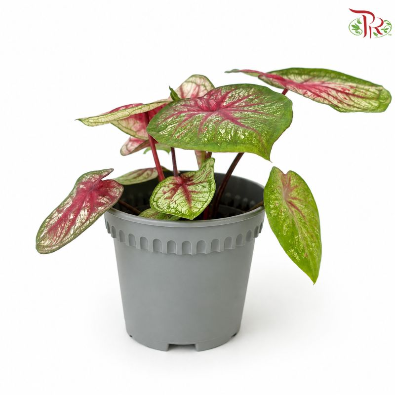 Caladium Tootsie P120《彩芋》