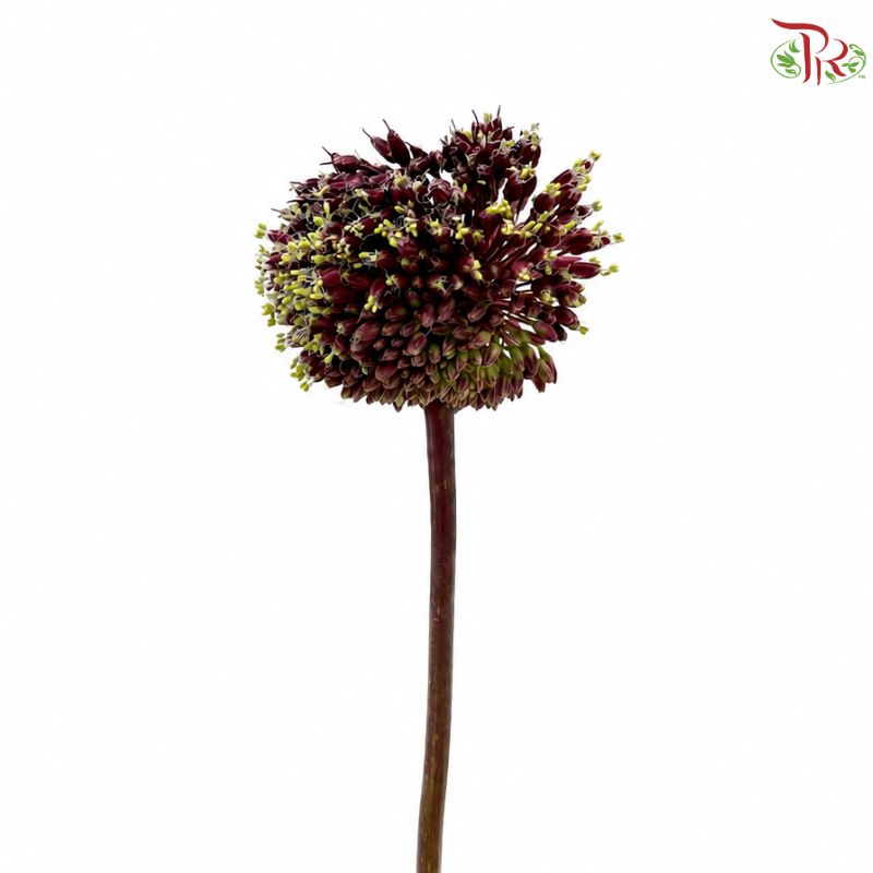Allium Red Mohican