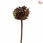Allium Red Mohican