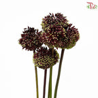 Allium Red Mohican