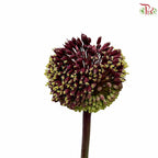 Allium Red Mohican