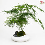 Asparagus Fern Plant Arrangement