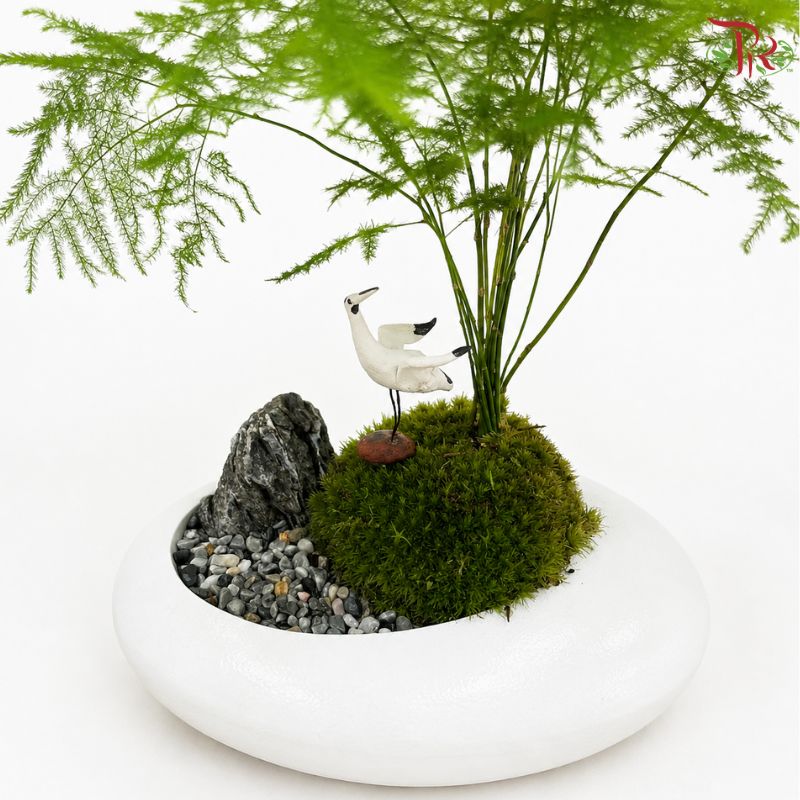 Asparagus Fern Plant Arrangement