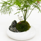 Asparagus Fern Plant Arrangement