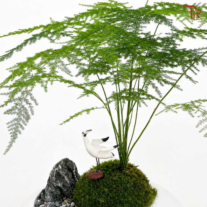 Asparagus Fern Plant Arrangement