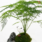 Asparagus Fern Plant Arrangement