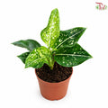 Aglaonema Siti Norhaliza (P90)