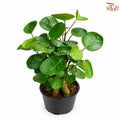 Polyscias Babylonica《金钱兜》(P110)