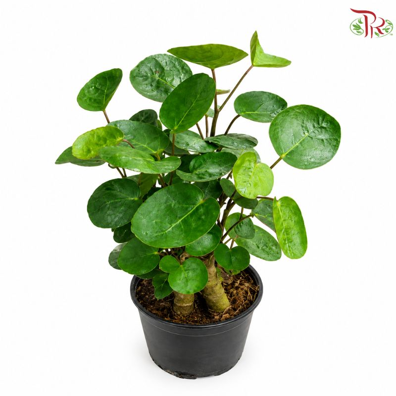 Polyscias Babylonica《金钱兜》(P110)