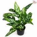 Aglaonema Malay Beauty (P110)