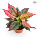 Aglaonema Red Vein Hybrid (P160)