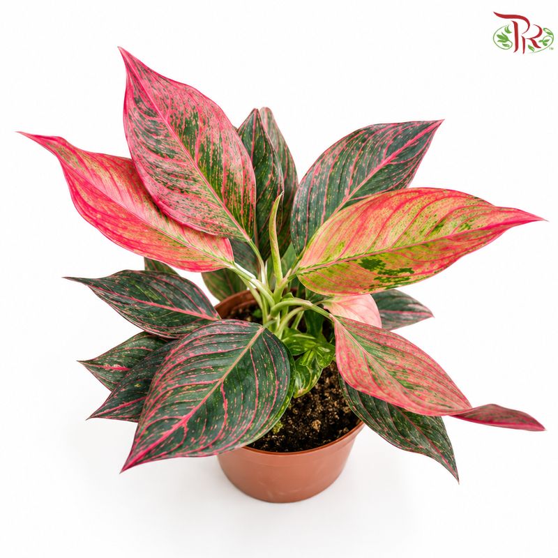 Aglaonema Red Vein Hybrid (P160)