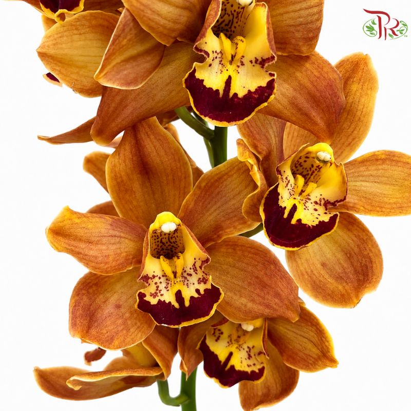 Cymbidium 《兰花属》(8-11 Blooms)