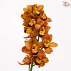 Cymbidium 《兰花属》(8-11 Blooms)