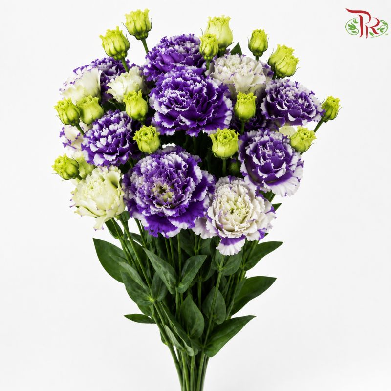 Eustoma《洋桔梗》
