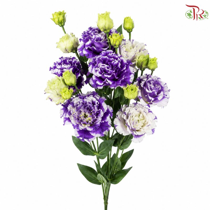 Eustoma《洋桔梗》