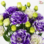 Eustoma《洋桔梗》