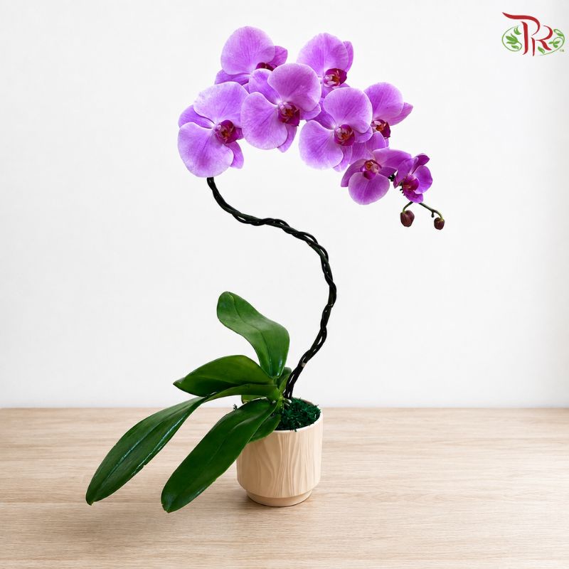 Purple Grace - Orchid Arrangement