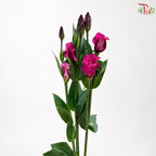 Eustoma《洋桔梗》