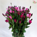 Eustoma《洋桔梗》
