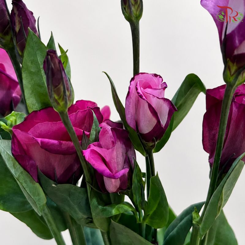 Eustoma《洋桔梗》