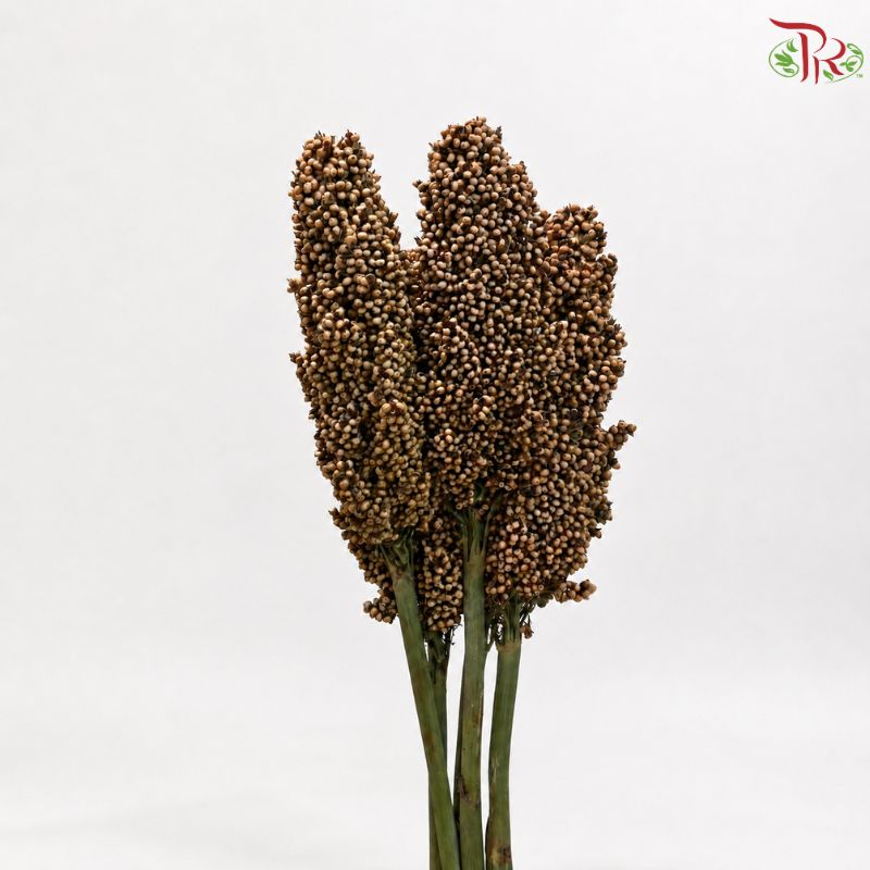 Broomcorn 《高粱箕穗》