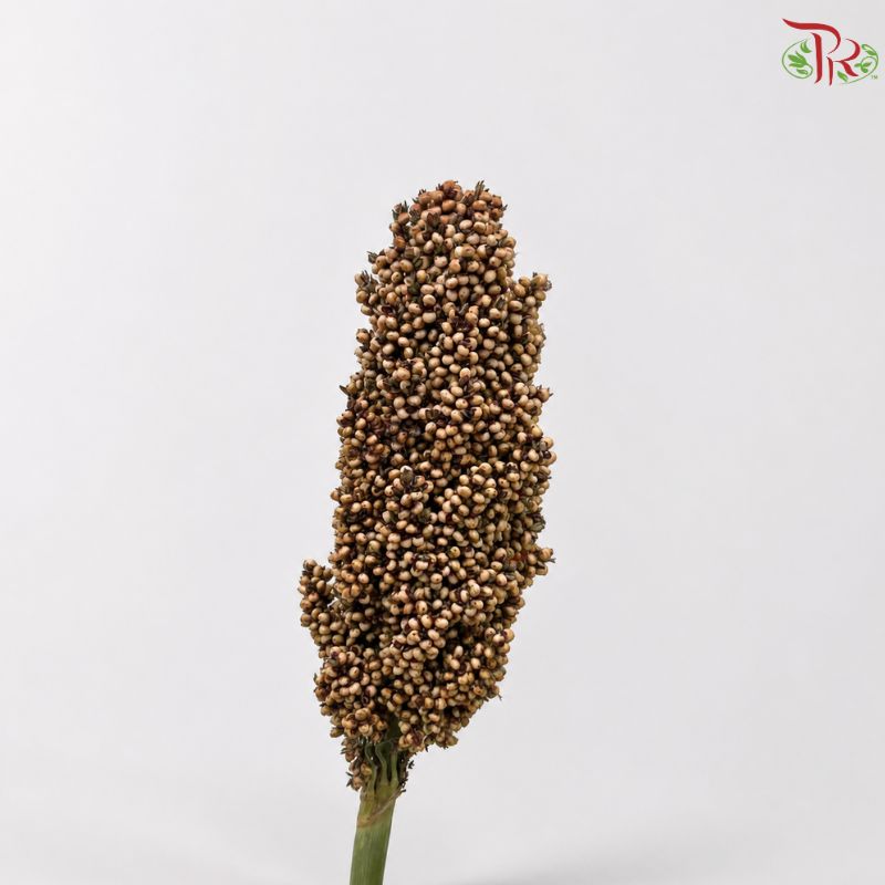 Broomcorn 《高粱箕穗》