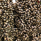 Broomcorn 《高粱箕穗》