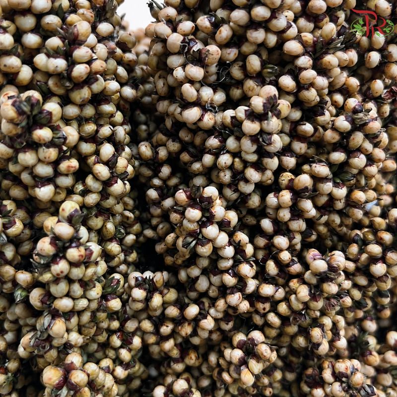 Broomcorn 《高粱箕穗》