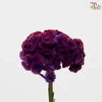 Celosia Round