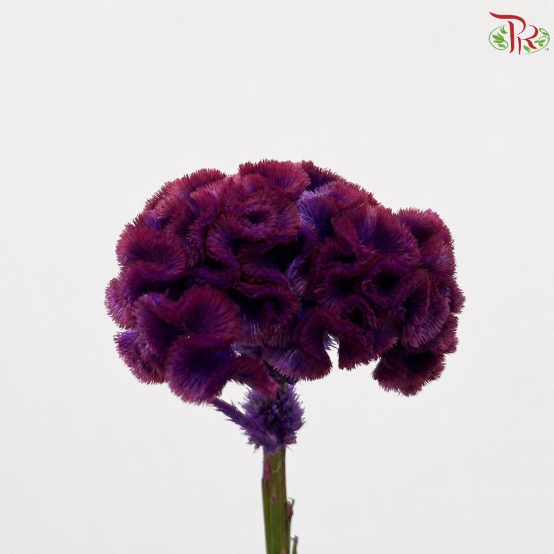 Celosia Round