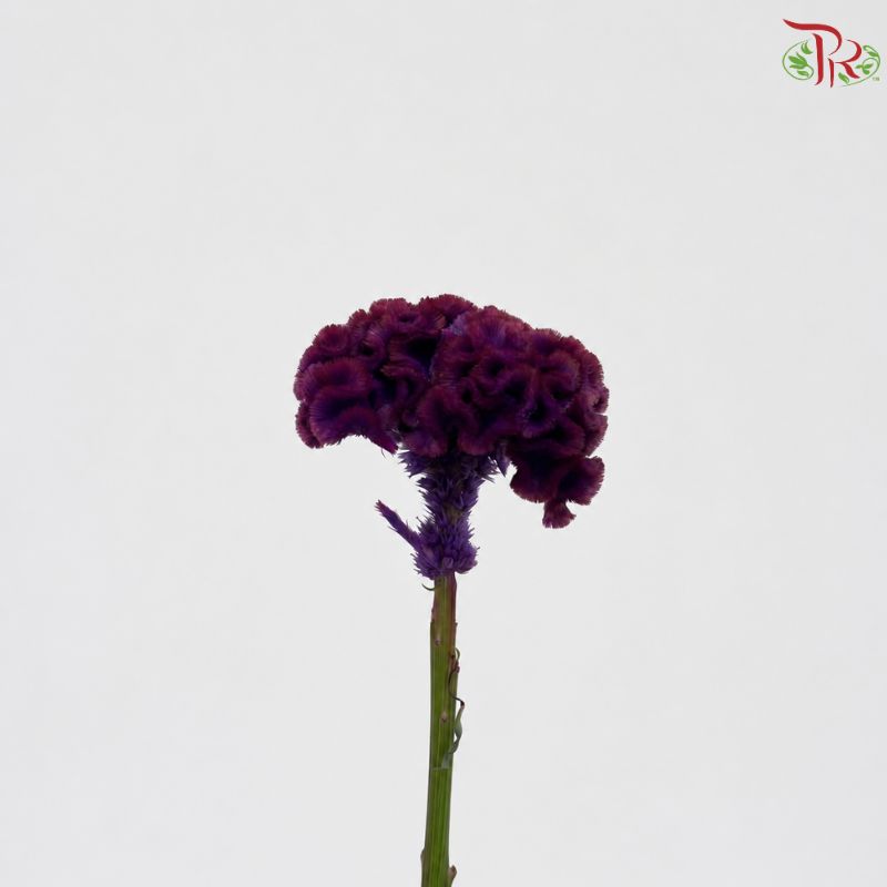Celosia Round